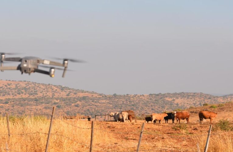 An Israeli cowboy hopes cattle-herding drones will modernize the livestock industry
