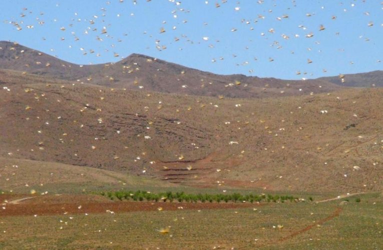 Lebanon battles swarms of locusts after wind changes direction