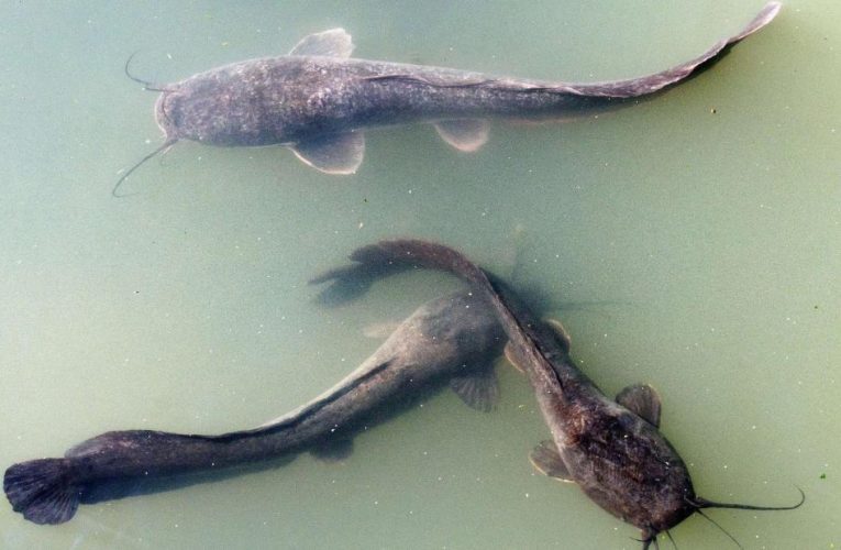 Ancient Judeans ate non-kosher seafood, fish bones show