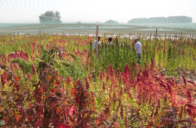 This center in Dubai is growing ‘future-proof’ food in the desert