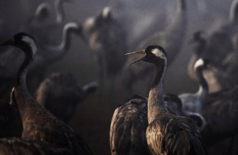 Thousands of cranes killed by bird flu in Israel