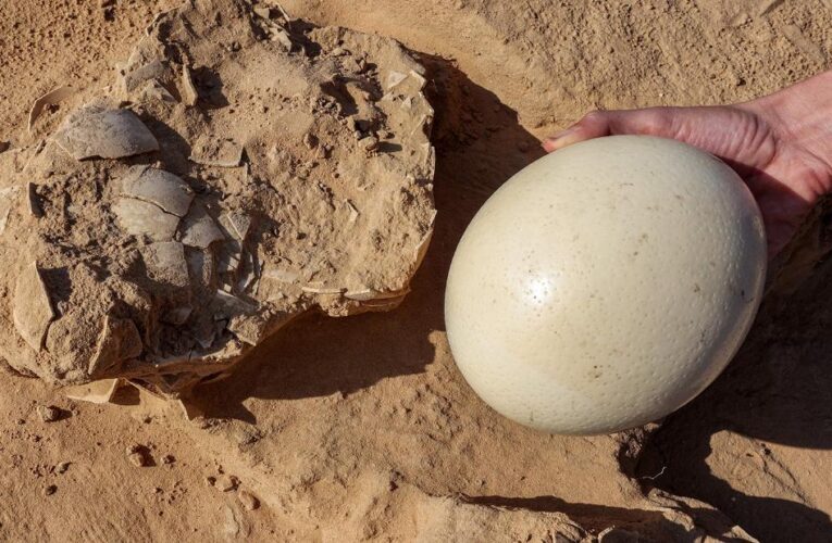 Ostrich eggs up to 7,500 years old found next to ancient fire pit in Israel