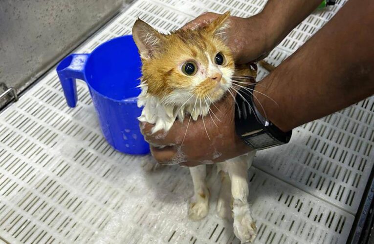 Dozens of cats left to die in Abu Dhabi desert, prompting outcry