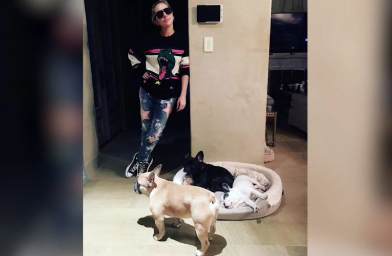 شرطة لوس أنجلوس: تم لم شمل ليدي غاغا مع كلبيها بعد عودتهما إلى المنزل بأمان