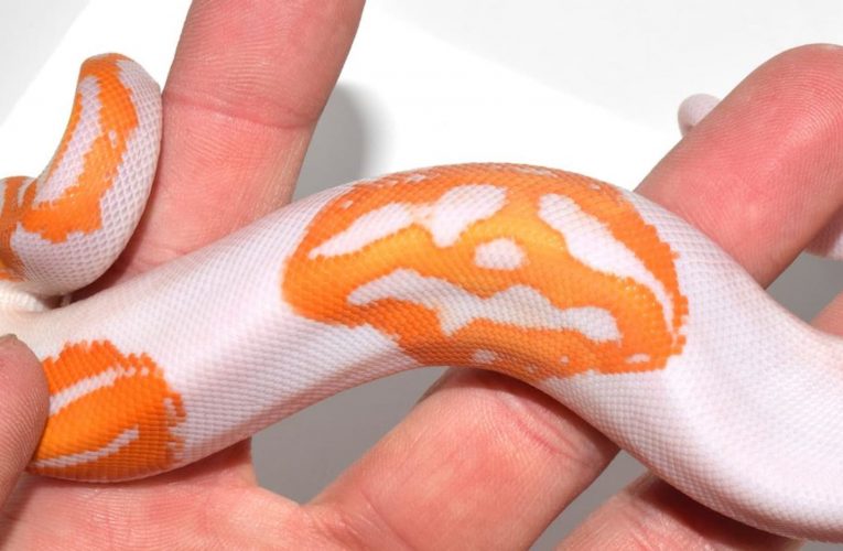 شاهد.. ثعبان بثلاثة “وجوه مبتسمة”