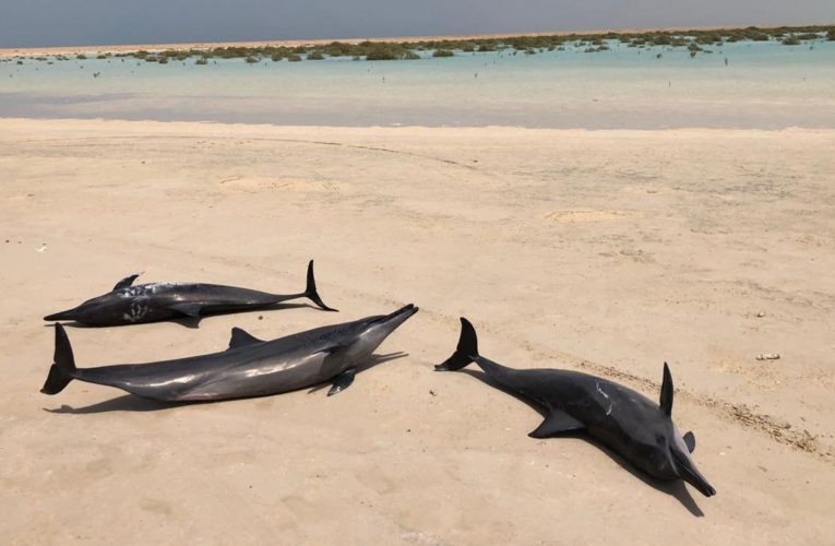 السعودية: إنقاذ عشرات الدلافين بعد جنوحها بعيدًا عن البحر.. وبيان رسمي يوضح ما حدث