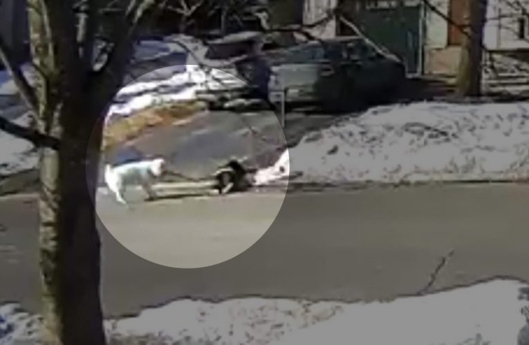 في مشهد بطولي.. أنثى كلب تنقذ مالكتها بطريقة مثيرة للإعجاب بعدما فقدت الوعي