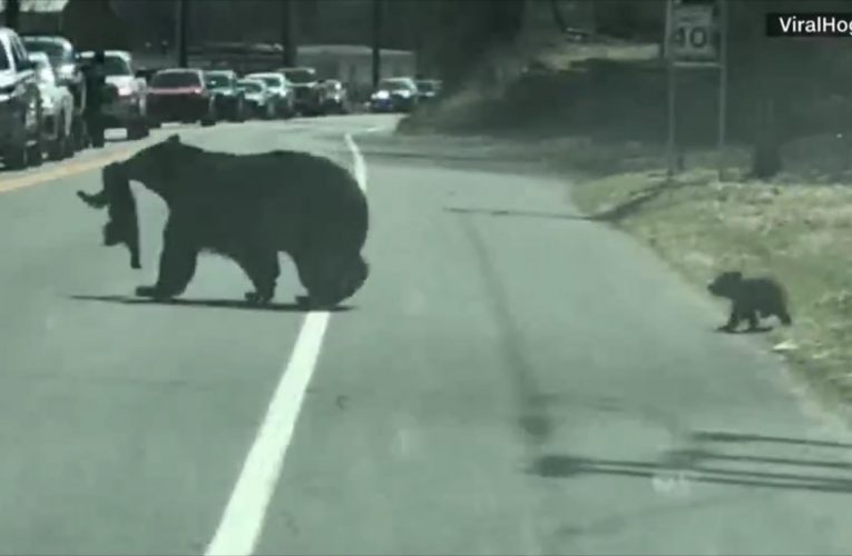شاهد.. وقف حركة سير بسبب قطع انثى دب للشارع مع صغارها