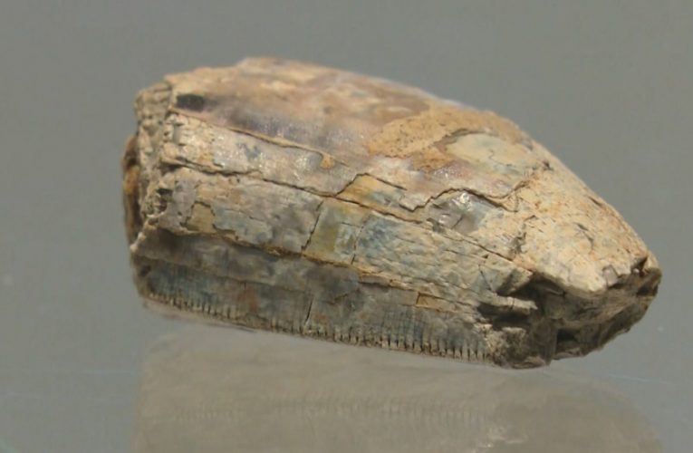 طالب يعثر على ضرس ديناصور أثناء تسلق جبل بأمريكا.. وهكذا وجده