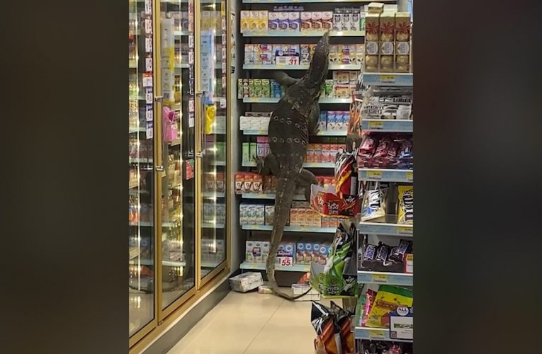 أرعبت المتسوقين.. سحلية عملاقة تتسلق أرفف سوبر ماركت بحثا عن طعام