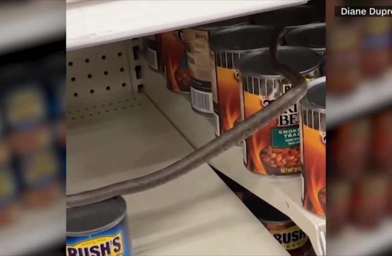 شاهد.. متسوقة تجد ثعباناً أثناء تسوقها في متجر “تارغت”