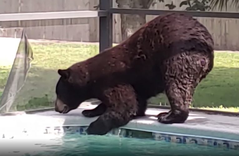 شاهد رد فعلها.. إمرأة تتفاجأ بدب ضخم يقتحم منزلها ويسترخي عند المسبح