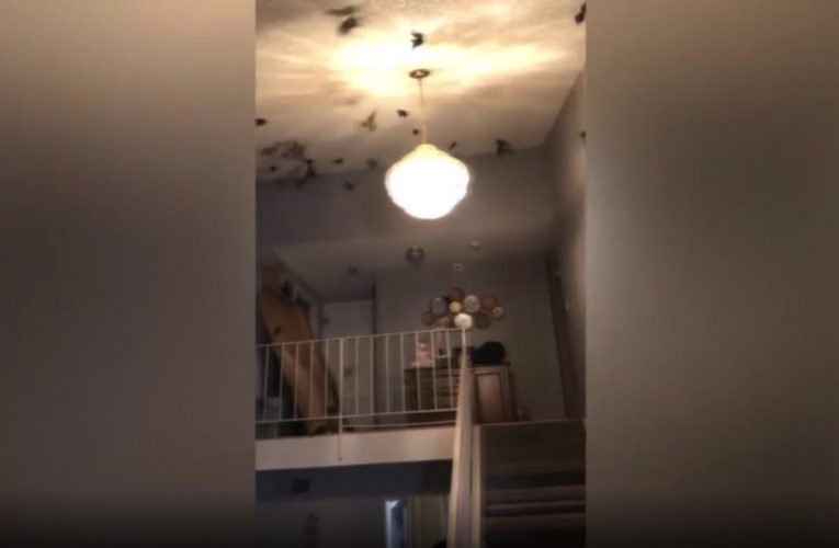 دخلت ورفضت الخروج.. مئات الطيور السوداء تقتحم منزل عائلة بأمريكا