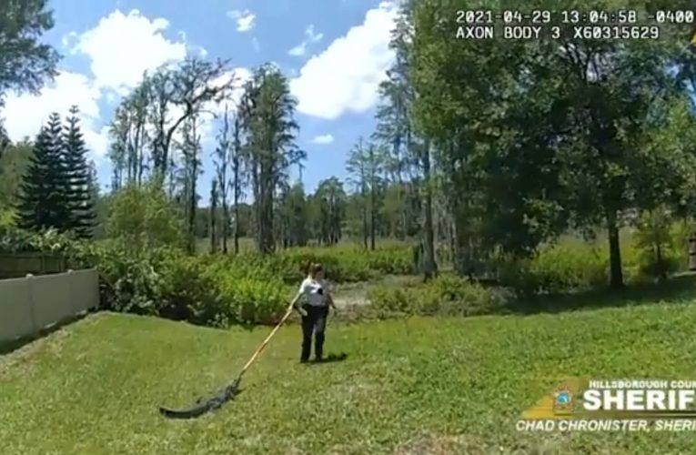 شاهد جرأة نائب عمدة أمريكي تستخدم مكنسة خشبية لسحب تمساح إلى بركة