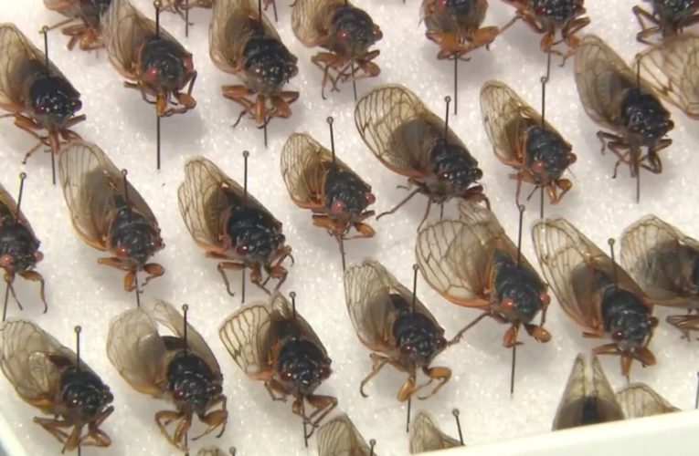 مليارات من حشرات “الزيز” تستعد لغزو أمريكا بعد 17 عامًا قضتها تحت الأرض