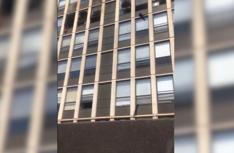 شاهد.. قطة تقفز هرباً من نيران شقة محترقة بالطابق الخامس