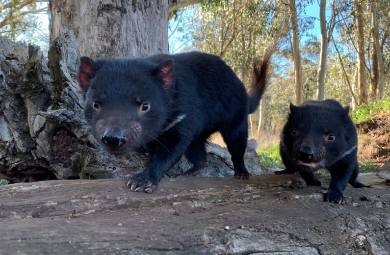 شياطين تسمانيا تعود بعد 3000 عام من اختفائها من براري أستراليا