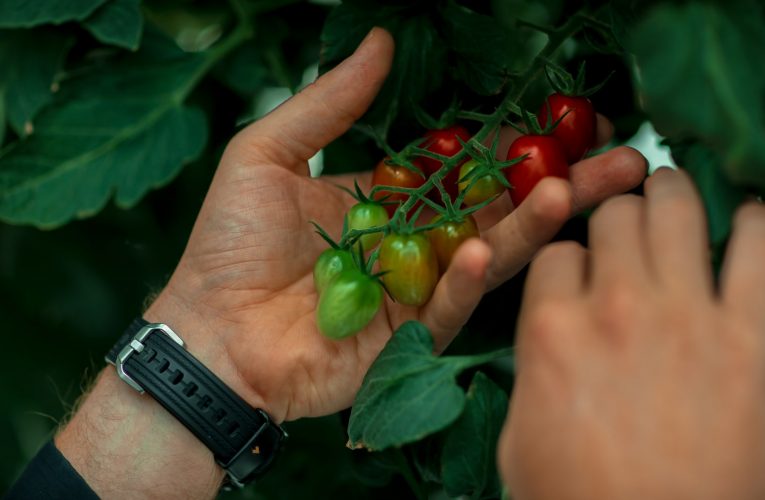 تعتمد على المياه المالحة.. كيف تغير هذه الشركة بالسعودية مشهد الزراعة؟