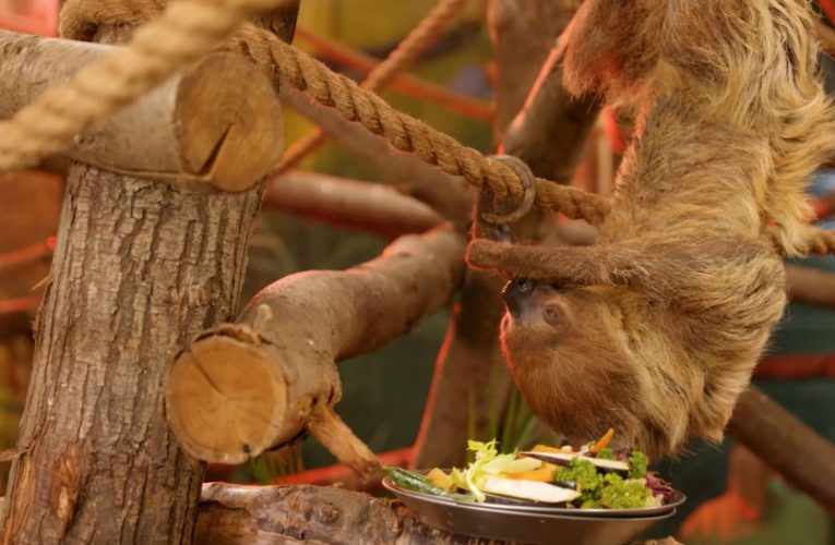 شاهد.. زوج من حيوانات الكسلان يحصلان على منزلهما الجديد بعد التقاعد