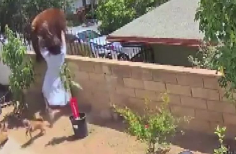 كاميرا مراقبة ترصد لحظة مرعبة لفتاة واجهت دبا ضخما لتنقذ كلابها