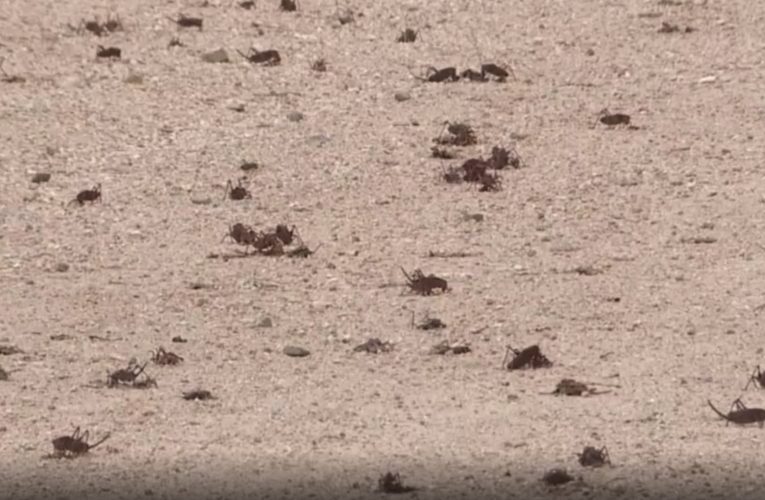 تأكل بعضها وتنذر بكوارث طرق.. أسراب حشرات تغزو مدينة أمريكية