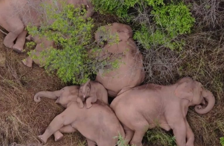 مجموعة من الفيلة تأخذ “قيلولة” بعد السير في رحلة استمرت 500 كيلومتر