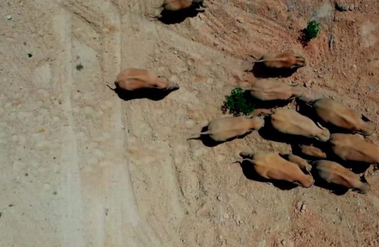 هجرة الأفيال الآسيوية قد تكشف عن مشكلة خطيرة في الصين