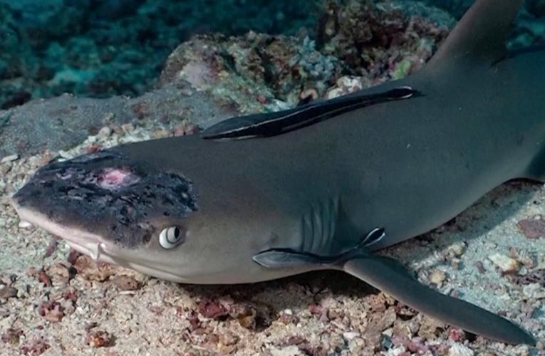 مرض جلدي غامض يصيب أسماك القرش قرب موقع غوص شهير.. ماذا يقول الخبراء؟