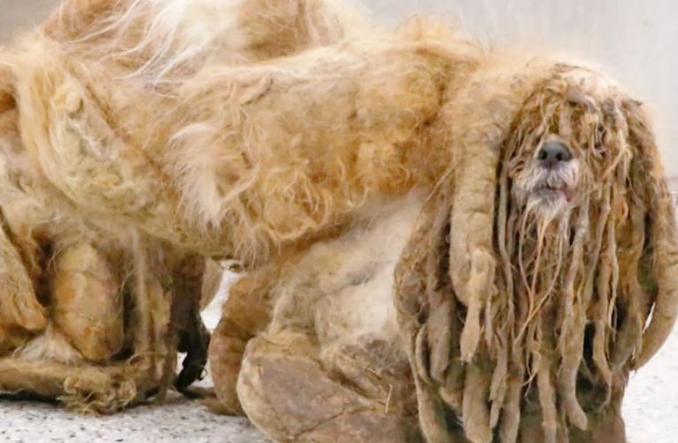 كلب تاه في الغابات منذ زمن.. شاهد كيف أصبح شكله بعد قص شعره