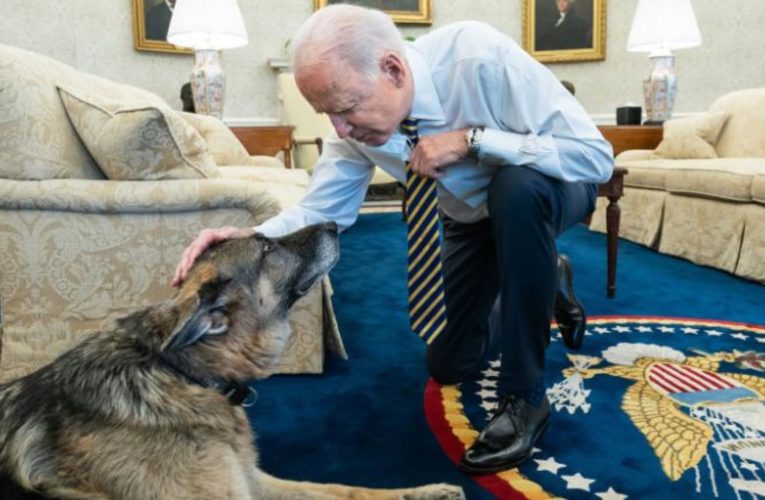 الحزن يخيم على آل بايدن بعد وفاة كلبهما “الحبيب” تشامب.. ما قصته مع العائلة؟