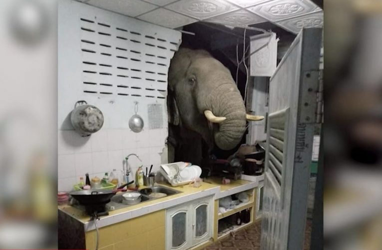 لحظات رعب وثقتها الكاميرا.. فيل ضخم يقتحم مطبخًا ودب يهاجم السيارات ليلاً