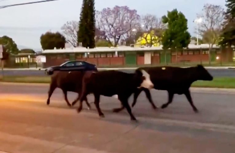 قطيع أبقار يهرب من مصنع لتعبئة اللحوم بأمريكا.. شاهد الفوضى التي أحدثها