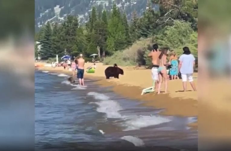 شاهد.. رد فعل رواد شاطئ عندما تفاجأوا بوجود دب ضخم بينهم