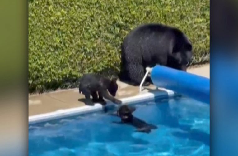 مقاطع ظريفة.. دببة تغطس في مسبح وأخرى تزاحم رواد شاطئ هربًا من موجة حر قاسية