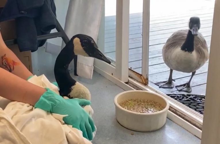 كاميرا ترصد رد فعل إوزة عندما شاهدت رفيقها يخضع لعملية جراحية