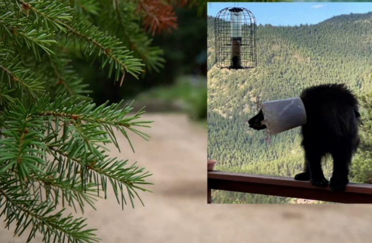 دب يعلق رأسه في دلو لأكثر من أسبوع.. ورجلان ينقذانه من هذا الموقف