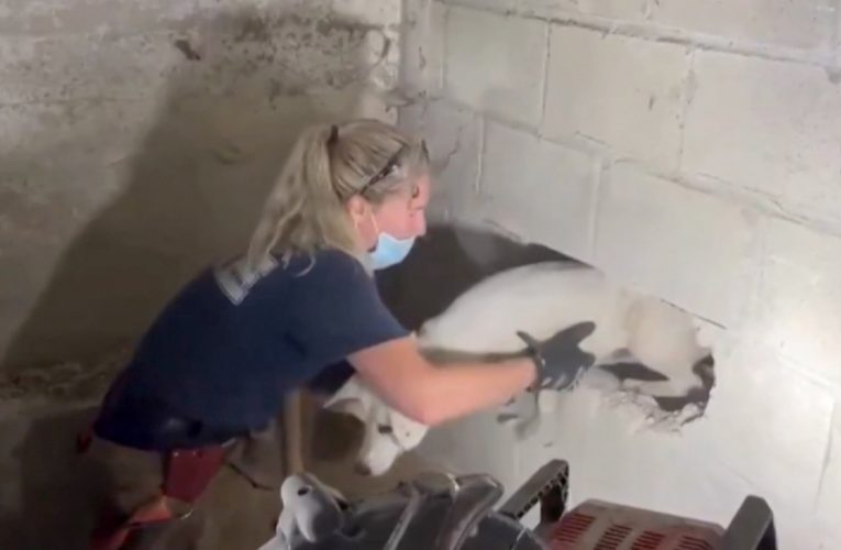 شاهد عملية تحرير كلب علق 5 أيام بين الجدران بعد تحطيمها