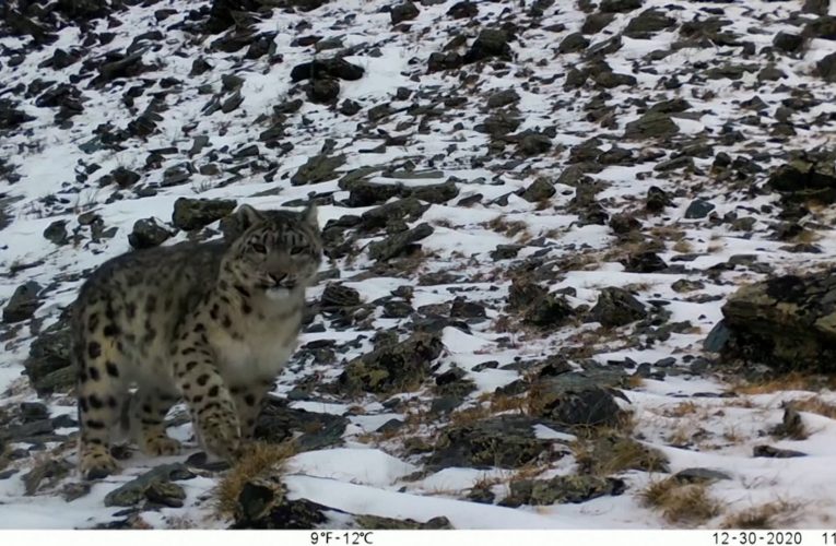 كاميرات ترصد مشهد نادر لنمر الثلج بأول ظهور له منذ 5 سنوات.. أين وُجد؟