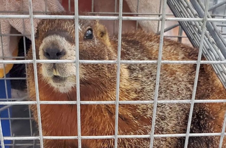 حيوان رائع يستقل رحلة “استثنائية” لمسافة تقارب 1000 كيلومتر بعيدًا عن موطنه