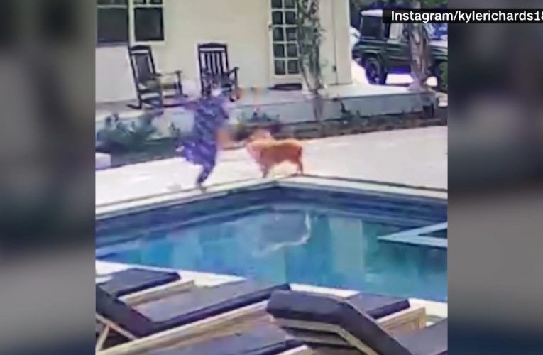 لم تجد ملجأ يحميها إلا بركة السباحة.. ممثلة أمريكية تتعرض لهجوم نحل في فناء منزلها