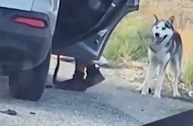 رد فعله يفطر القلب.. شاهد كيف تصرف هذا الكلب بعدما هجره مالكه في الشارع