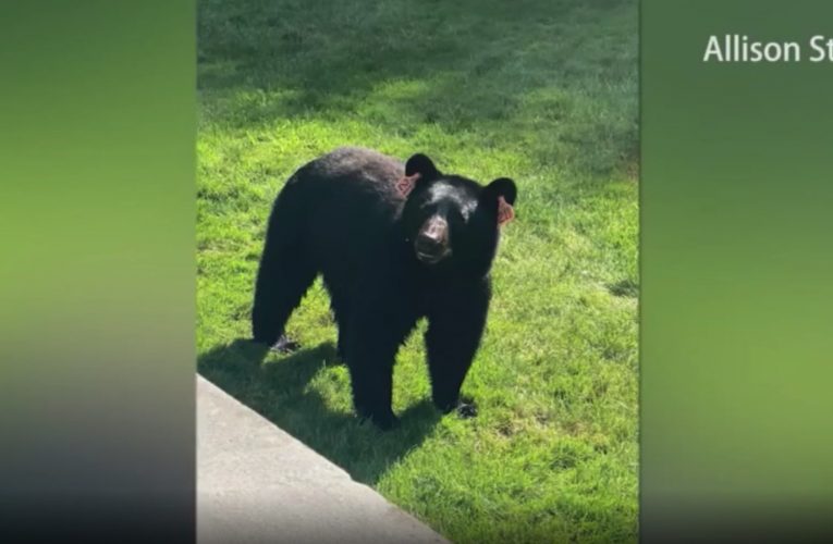 شاهد.. دب يداهم منزل عائلة أثناء احتفالهم بعيد ميلاد طفلهم