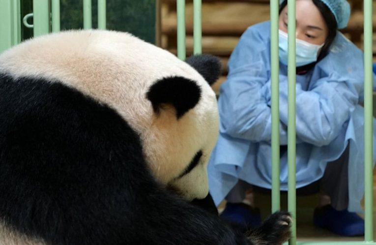باندا عملاقة تلد توأمًا من الإناث في حديقة حيوان في فرنسا