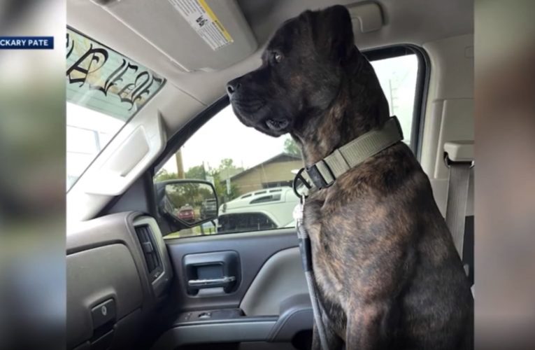 شاهد ما فعله كلب عندما رصد أفعى عملاقة تحاول لدغ صاحبه