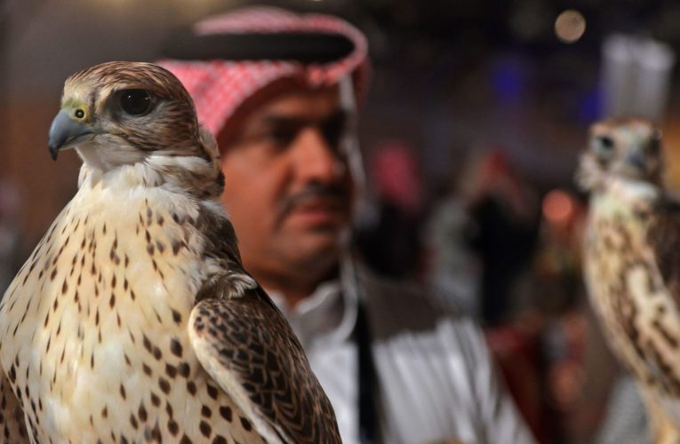السعودية: بيع أغلى صقر بالشرق الأوسط في صفقة قياسية بقيمة 72 ألف دولار