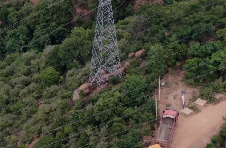 قطيع الأفيال الذي أسر العالم بجولته يتجه إلى موطنه بعد أن قطع أكثر من 500 كيلومتر