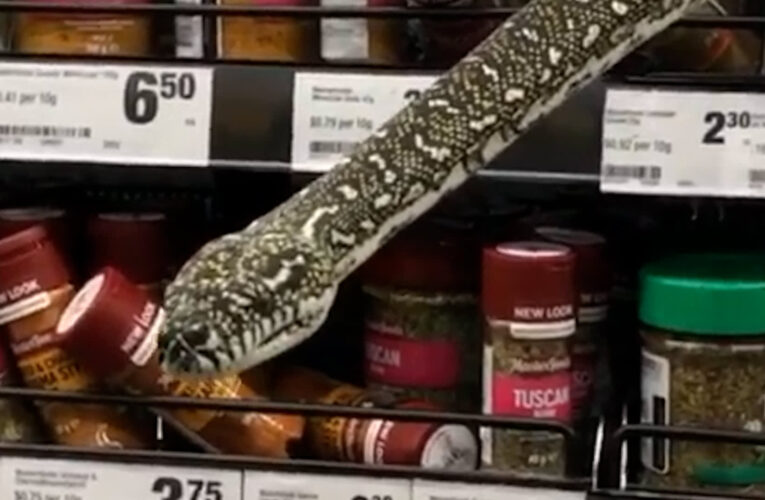 كانت تتسوق لتجد نفسها بمواجهة ثعبان في متجر.. كيف تصرفت هذه المرأة؟