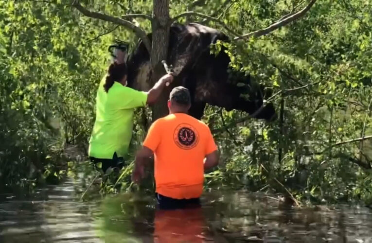 من قوة إعصار إيدا.. بقرة تعلق بين أغصان شجرة كبيرة