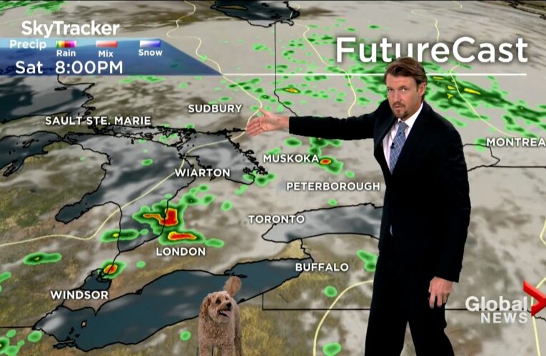 كلب يقاطع مالكه أثناء تقديم نشرة جوية ويسرق الأضواء في بث مباشر.. شاهد ما حدث