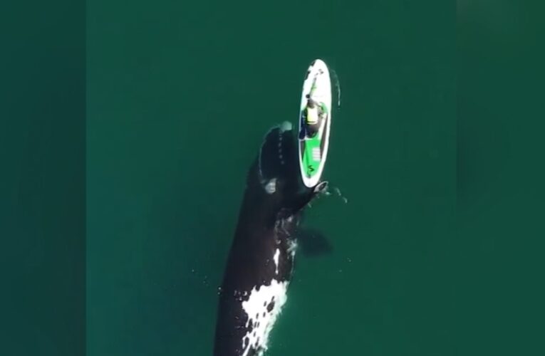 شاهد.. حوت “فضولي” يفاجئ سيدة ويدفع لوح التجديف الخاص بها في وسط البحر